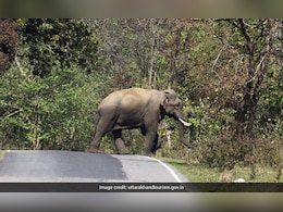 All-Weather Road To Cut Through Rajaji National Park, Commercial Vehicles Won't Be Allowed