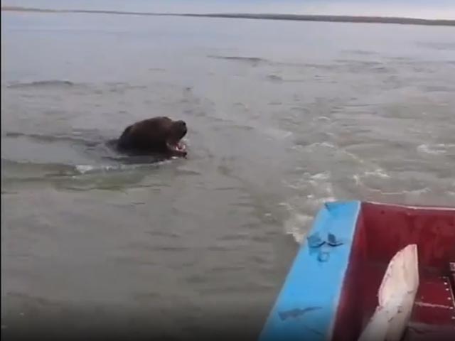 Swimming Bear Roars Menacingly After Boat