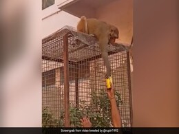 बंदर ने छीन लिया चश्मा, तो वापस लेने के लिए शख्स ने किया कुछ ऐसा, IPS बोला- ‘एक हाथ दो, एक हाथ लो’ - देखें Video बंदर ने छीन लिया चश्मा, तो वापस लेने के लिए शख्स ने किया कुछ ऐसा, IPS बोला- ‘एक हाथ दो, एक हाथ लो’ - देखें Video