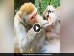 दिवाली की तैयारी कर रहा है ये ब्यूटीशियन बंदर, लोगों ने कहा- मेरा भी मेकअप कर दो दिवाली की तैयारी कर रहा है ये ब्यूटीशियन बंदर, लोगों ने कहा- मेरा भी मेकअप कर दो