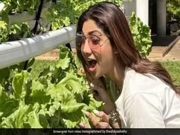 शिल्पा शेट्टी ने सीधे खेतों से शेयर किया वीडियो, यूं ताजी सब्जियां खाती हुई आईं नजर... शिल्पा शेट्टी ने सीधे खेतों से शेयर किया वीडियो, यूं ताजी सब्जियां खाती हुई आईं नजर...