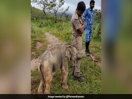 हाथी का बच्चा अपनी मां से मिला, तो खुश होकर Forest Officer से लिपट गया, लोग बोले- प्यार की कोई भाषा नहीं होती हाथी का बच्चा अपनी मां से मिला, तो खुश होकर Forest Officer से लिपट गया, लोग बोले- प्यार की कोई भाषा नहीं होती