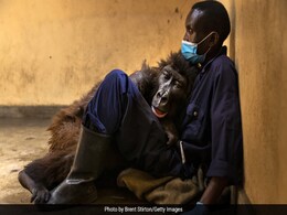 Ndakasi, Mountain Gorilla In Viral Photobomb Selfie, Dies In Her Caretaker's Arms Ndakasi, Mountain Gorilla In Viral Photobomb Selfie, Dies In Her Caretaker's Arms