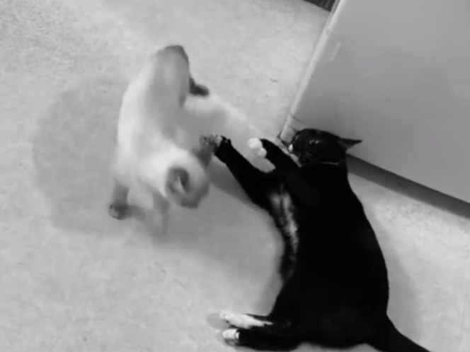 बिल्ली ने लड़ाई में जीतने के लिए चली मजेदार चाल, बचने के लिए करने लगी ऐसी हरकत