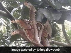 तीन सिर वाले सांप की इस तस्वीर की सच्चाई है कुछ और, अभी तक कोई नहीं बता पाए हैं