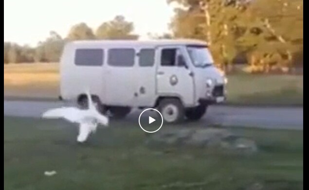 अपने मालिक से मिलने के लिए बेसब्री से इंतज़ार कर रहा था हंस, देखते ही ख़ुश हो गया