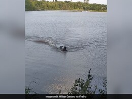 तैराक कर रहा था भागने की कोशिश, अचानक मगरमच्छ ने कर दिया Attack और फिर... - देखें Shocking Video तैराक कर रहा था भागने की कोशिश, अचानक मगरमच्छ ने कर दिया Attack और फिर... - देखें Shocking Video