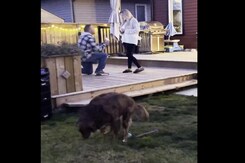 Dog Hilariously Ruins Marriage Proposal Video Dog Hilariously Ruins Marriage Proposal Video