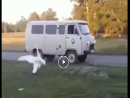 अपने मालिक से मिलने के लिए बेसब्री से इंतज़ार कर रहा था हंस, देखते ही ख़ुश हो गया अपने मालिक से मिलने के लिए बेसब्री से इंतज़ार कर रहा था हंस, देखते ही ख़ुश हो गया