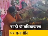 Video : सांड़ों के बधियाकरण का आदेश प्रज्ञा ठाकुर के विरोध के बाद वापस