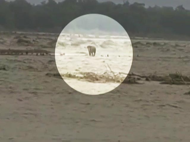 Video: Elephant, Stranded In Rain-Battered Uttarakhand, Rescued
