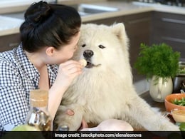 When Pets Get Cooking: These Furry Chefs Will Add Cuteness To Your Feed