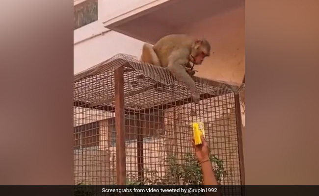 ये है दुनिया का सबसे बड़ा घूसखोर बंदर, घूस लेने वाला वीडियो हुआ वायरल