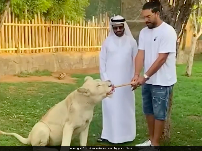 Watch: Yuvraj Singh Takes On A 'Liger' In Tug Of War, Video Goes Viral