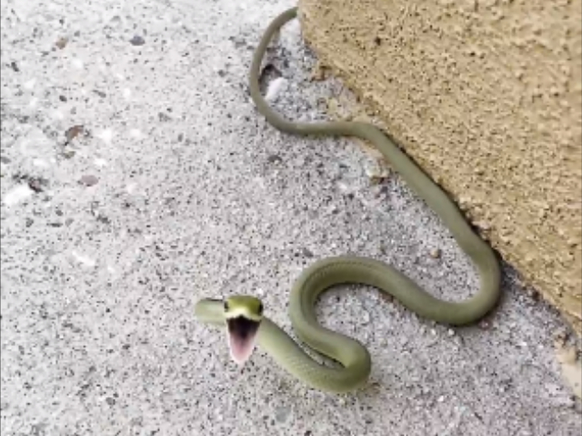 रॉकेट की रफ्तार से जमीन पर भागता है ये सांप, गुस्सा देखकर खड़े हो जाएंगे रोंगटे
