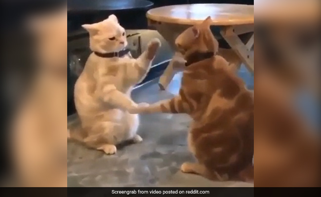 बिल्ली ने खेलते-खेलते की लड़ाई, फिर दूसरी बिल्ली के साथ किया मजेदार डांस, Video देख लोगों को याद आया बचपन