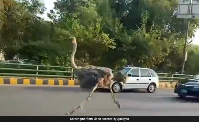 पाकिस्तान में सड़क पर दौड़ रहा था शुतुरमुर्ग, देखकर लोगों को नहीं हो रहा यकीन, बोले- कुछ भी हो सकता है - देखें Video