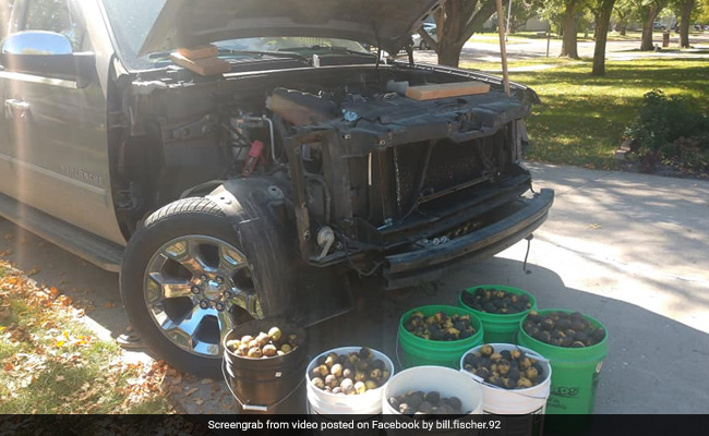 गिलहरी का शातिर दिमाग देख हैरान रह गए लोग, कार के बोनट में छिपा डाले 42 गैलन अखरोट, तस्वीरें हुईं वायरल