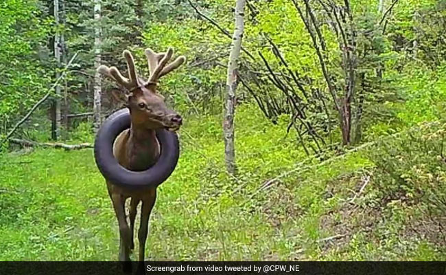 After 2 Years, The Saga Of The Bull Elk With A Tyre Around Its Neck Is Over