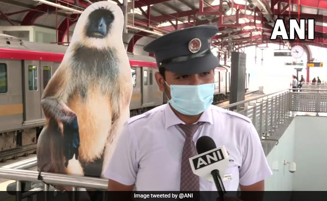 लखनऊ के 9 मेट्रो स्टेशनों लगी लंगूरों की तस्वीर, जानिए क्यों उठाना पड़ा कदम
