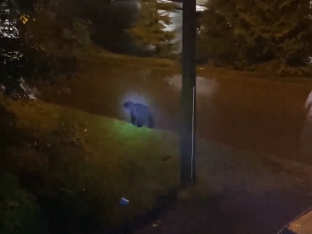 रात के अंधेरे में खंभे पर चढ़कर भालुओं ने खूब की शैतानी