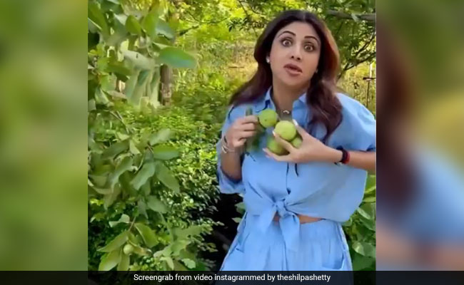 शिल्पा शेट्टी के बगीचे में लद गए अमरूद, खुशी से उछल पड़ीं एक्ट्रेस- देखें Video