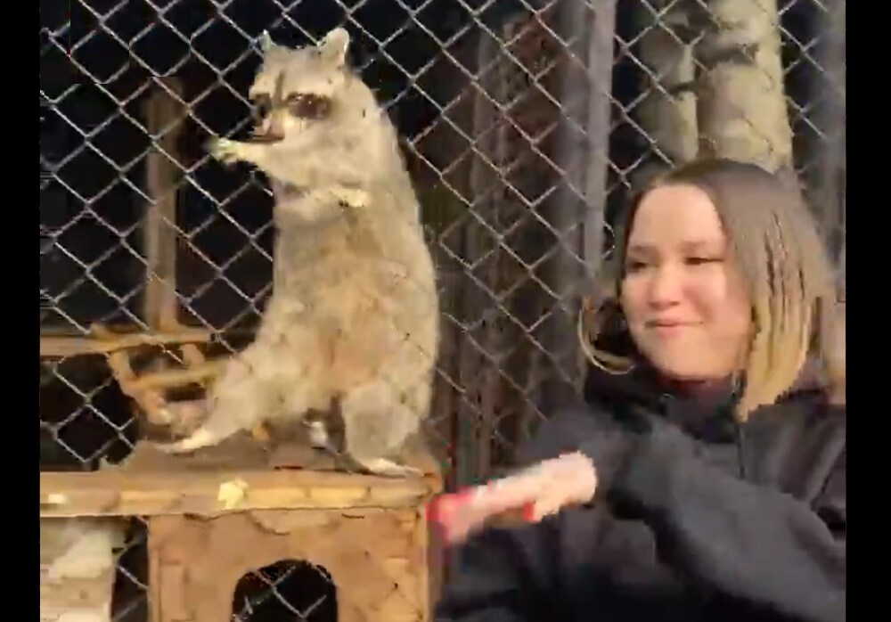 लड़की को देखकर बिल्ली ने भी डांस करना शुरु कर दिया, लोगों ने कहा- ये तो Copy Cat है