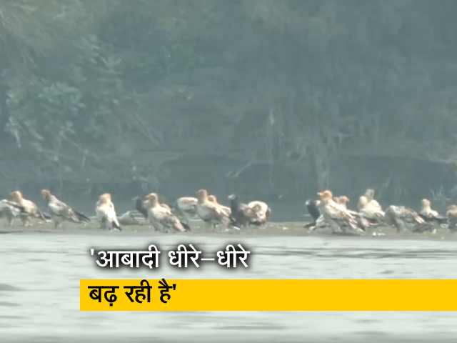 दिल्ली में यमुना के नजदीक दिखा 50 से अधिक मिस्र के गिद्धों का झुंड
