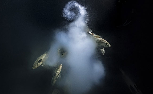 Explosive Underwater Scene Wins Wildlife Photographer Of The Year 2021