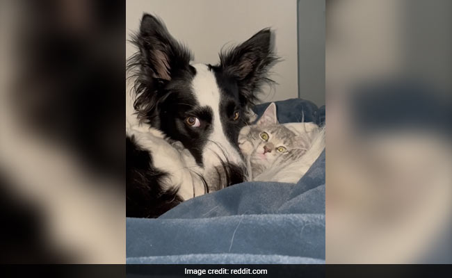 कुत्ते ने बिल्ली को समझ लिया अपना बच्चा, साथ खेलते हुए ऐसे जताया खूब प्यार, Video ने जीता लोगों का दिल