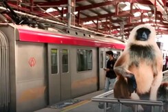 At Lucknow Metro Stations, Cutouts Of Langurs To Scare Away Monkeys At Lucknow Metro Stations, Cutouts Of Langurs To Scare Away Monkeys