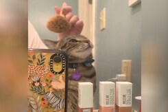 बिल्ली का मेकअप रूटीन देख हैरान रह जाएंगे आप बिल्ली का मेकअप रूटीन देख हैरान रह जाएंगे आप