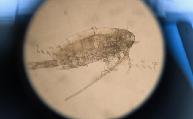 World's "Most Important" Organisms Are On The Move. Reason: Climate Change