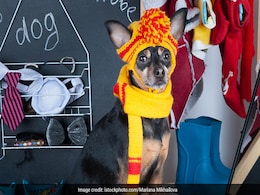 Pet Dog Clothes For Winter : विंटर में स्टाइलिश दिखेंगे आपके पेट्स, खास होनी चाहिए शॉपिंग Pet Dog Clothes For Winter : विंटर में स्टाइलिश दिखेंगे आपके पेट्स, खास होनी चाहिए शॉपिंग