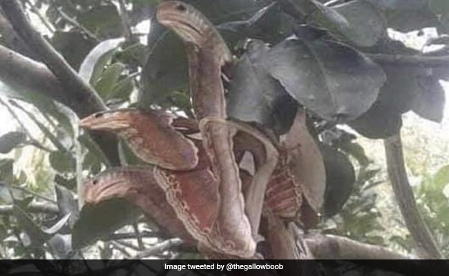 तीन सिर वाले सांप की इस तस्वीर की सच्चाई है कुछ और, अभी तक कोई नहीं बता पाए हैं