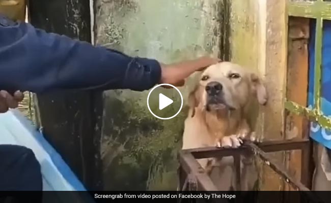 Viral Video: पानी में डूब रहा था कुत्ता, जान पर खेल कर इस शख्स ने बचाई जान