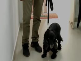 11-Year-Old Cocker Spaniel Sniffs Out 91 Kg Ganja In Madhya Pradesh 11-Year-Old Cocker Spaniel Sniffs Out 91 Kg Ganja In Madhya Pradesh