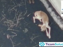 A Drone Company Will Try To Airlift Dogs Stranded By Spanish Volcano