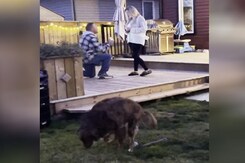 शादी के लिए लड़का कर रहा था प्रपोज़, तभी कुत्ते के लिए किया ऐसा कि... शादी के लिए लड़का कर रहा था प्रपोज़, तभी कुत्ते के लिए किया ऐसा कि...