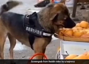 Reddit User Posts A Video Of Dog Buying Fruits, Netizens Are In Awe