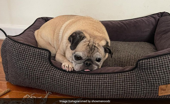This Pug Has Become An Internet Star For 'Predicting' People's Mood