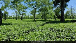 In Assam's Tea Country: Where Tea And History Make For That Perfect Blend