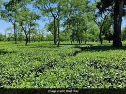 In Assam's Tea Country: Where Tea And History Make For That Perfect Blend