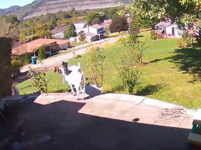 बकरियों को कभी ऐसे हवा में छलांग लगाते हुए देखा है आपने ?