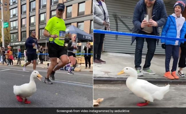 Viral Video: Duck Runs New York City Marathon In Little Red Shoes