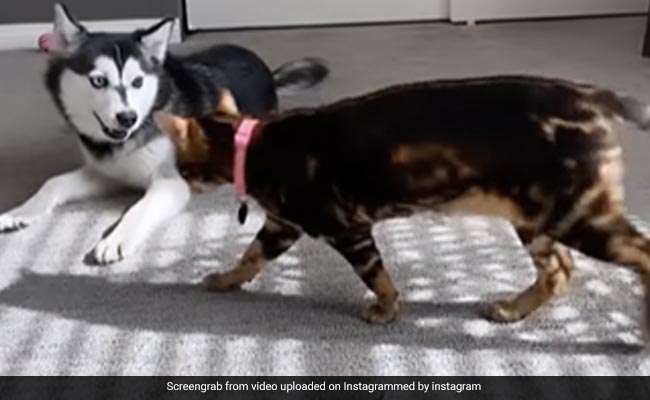 कुत्ते और बिल्ली में हुई कुश्ती, दोनों ने एक-दूसरे के ऊपर किया जबरदस्त अटैक, बिल्ली ने ऐसे दिखाई अपनी ताकत - देखें Video