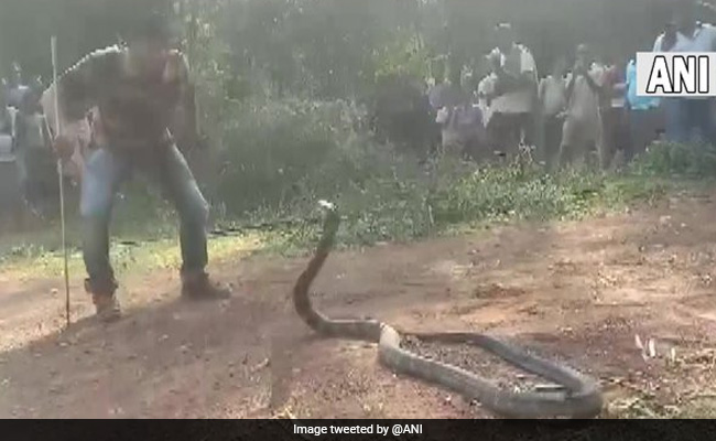 Watch: 12-Foot King Cobra Found In Abandoned Well In Odisha