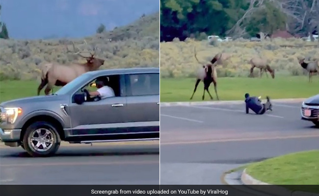 Watch: Tourist Falls Down As Angry Bull Elk Charges At Him. Then...