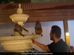 सलमान खान ने बंदरों को अपने हाथ से खिलाया खाना, Video सोशल मीडिया पर हो रहा ट्रेंड  सलमान खान ने बंदरों को अपने हाथ से खिलाया खाना, Video सोशल मीडिया पर हो रहा ट्रेंड