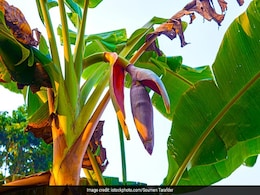 Banana Flower Benefits: केला ही नहीं इसका फूल भी है बेहद फायदेमंद, इसमें छिपे हैं सेहत के राज Banana Flower Benefits: केला ही नहीं इसका फूल भी है बेहद फायदेमंद, इसमें छिपे हैं सेहत के राज